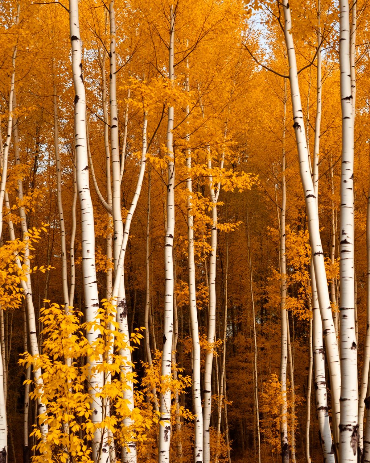 Aspen grove in autumn